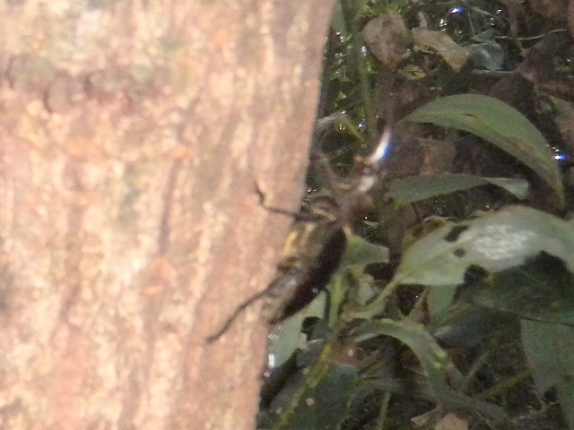 �C�Y�~���}��