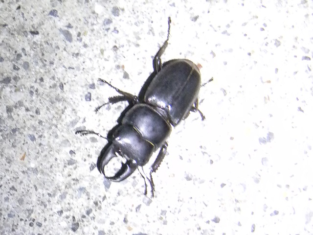 �q���^��