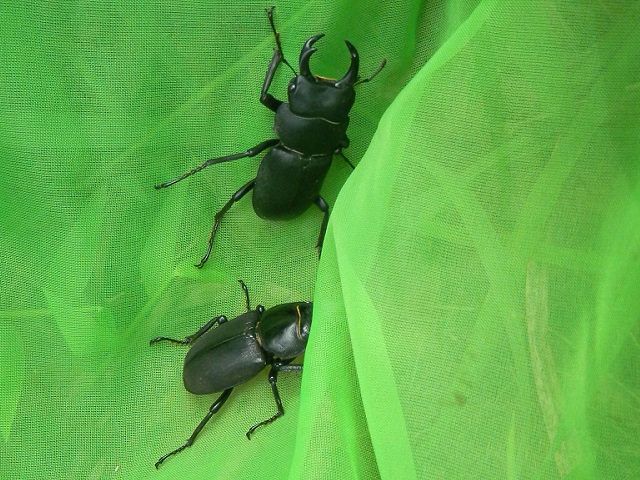 �q���I�I�y�A