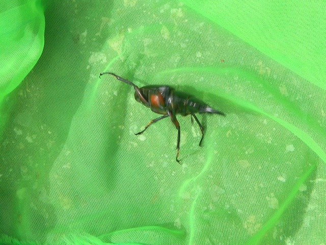 �A�J�A�V��