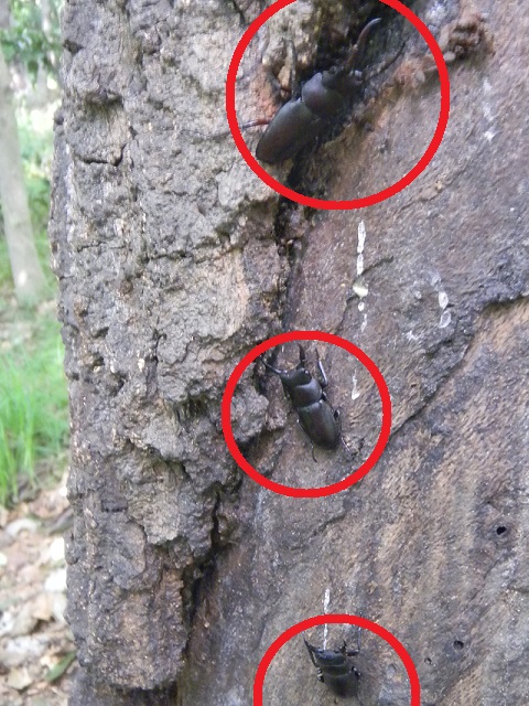 �R��2���Ƃ������Z�@�m�R�M���͂��̂܂��