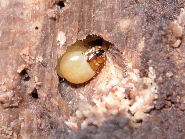 ���̓g�E�J�C�R�����c��^^;