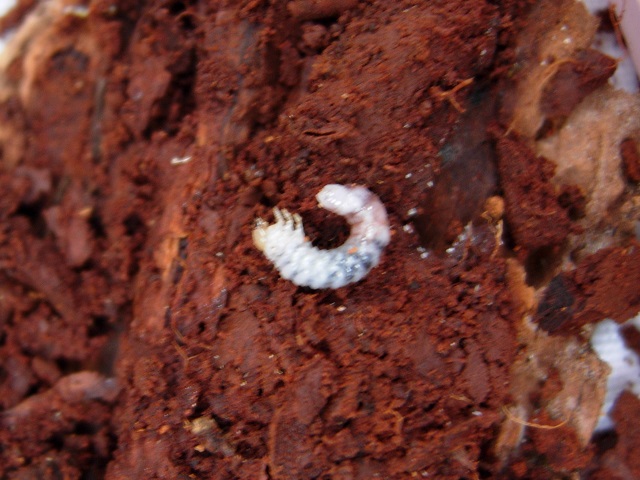 �}�_���c��