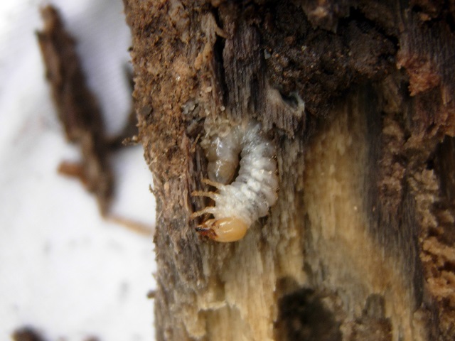 �g�E�J�C�R�����c��