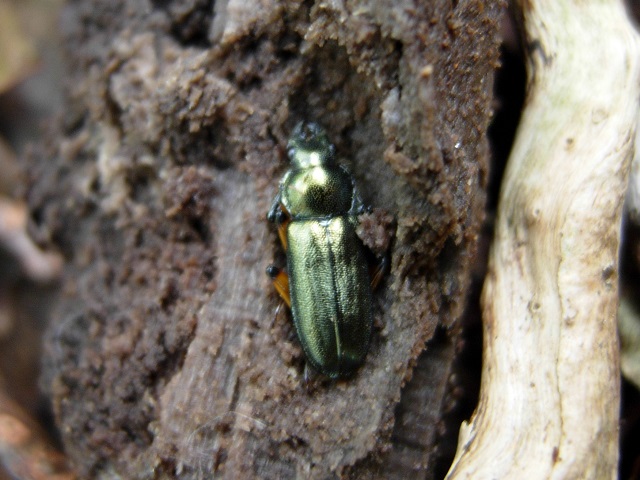 �g�E�J�C�R����������