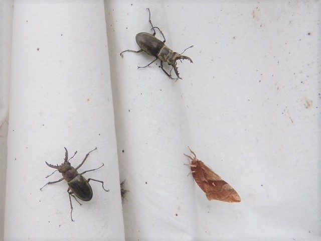 �N�̂��̂Ƃ�������Ȃ��~���}2��