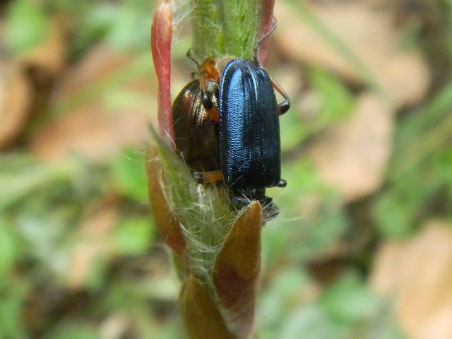 ���L�O�j�R�����y�A