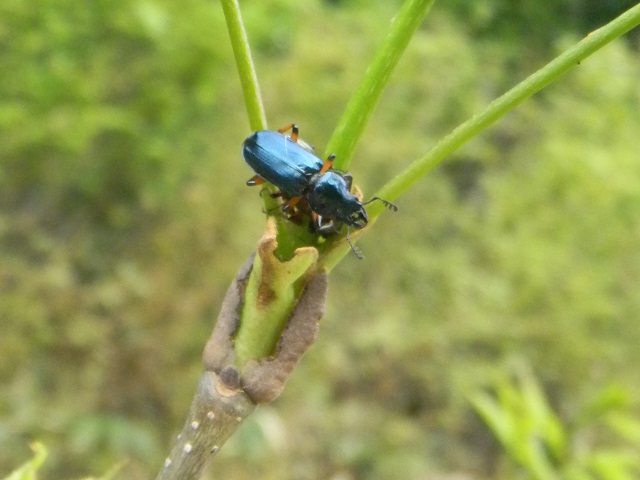 ���L�O�j�R�����y�A