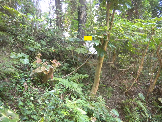 �R�̏��T(T)����