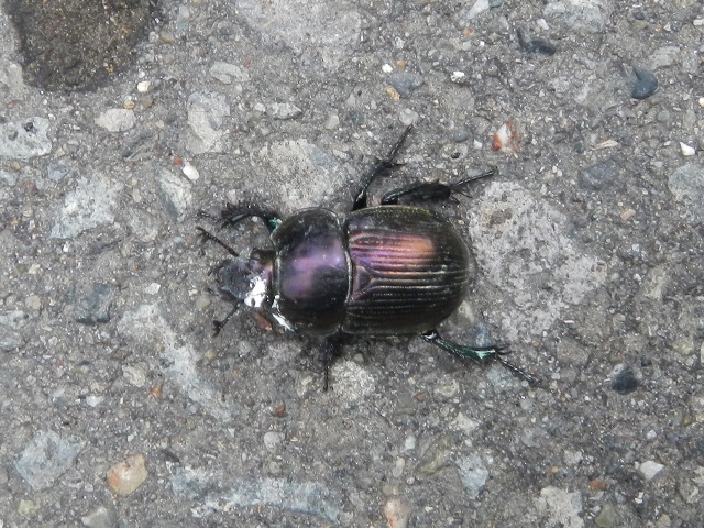 �I�I�Z���`�R�K�l