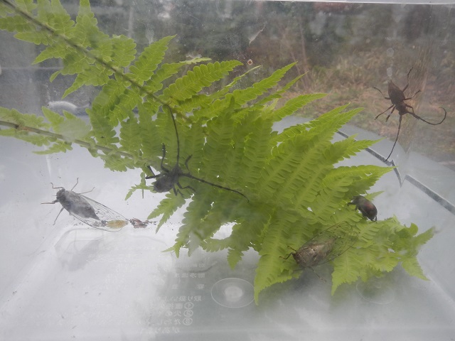 tos���񂪍̂����J�~�L���ƃZ�~^^;