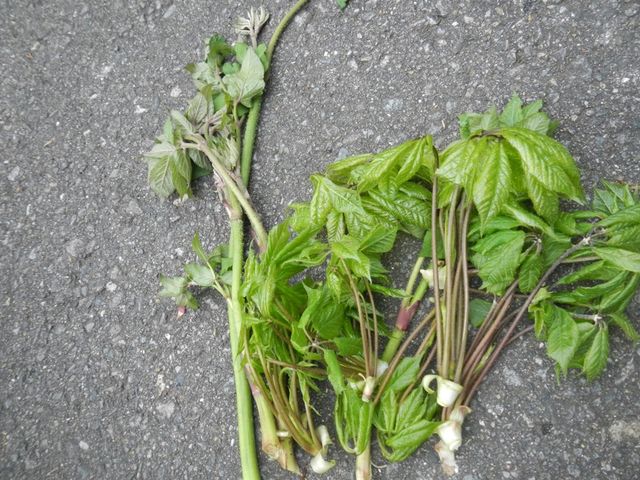 �E�h(��)�ƃR�V�A�u��