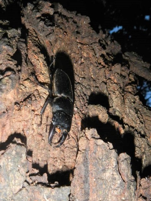 �q���^��