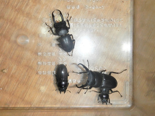 ���R�S����