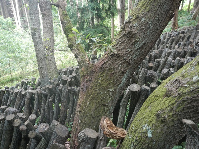 �N�k�M�ƃV�C�^�P