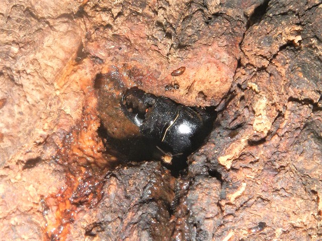 �q���^��