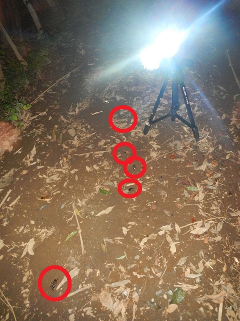܂HID^^;