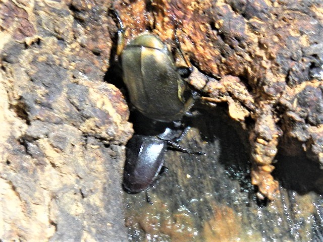 �q���^���ƃJ�i�u��