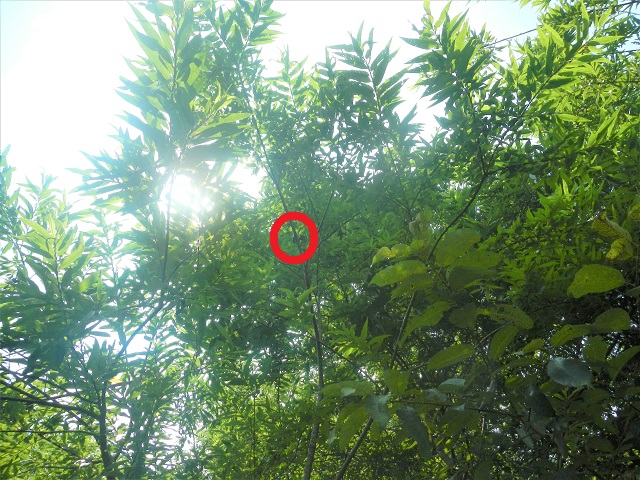 �A�J�A�V��