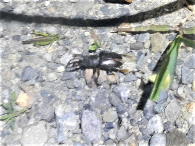 �~���}��(�s���ڂ�)