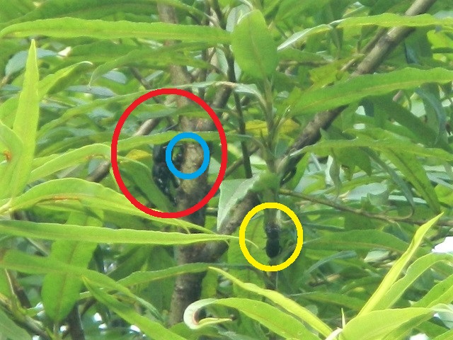 qII+NK^?+qII?