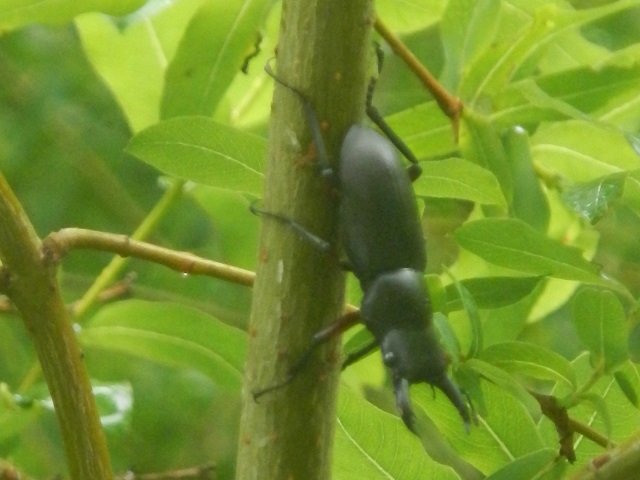 �A�J�A�V��