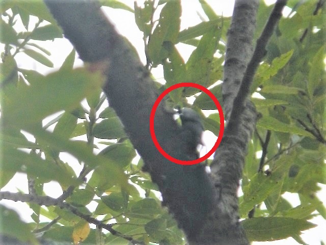 �A�J�A�V��