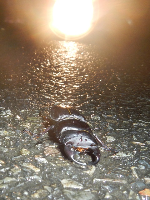 1000w�̖�����̑O�̃I�I��