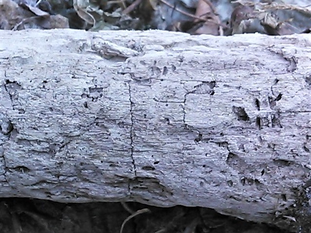 �Y���}�[�N