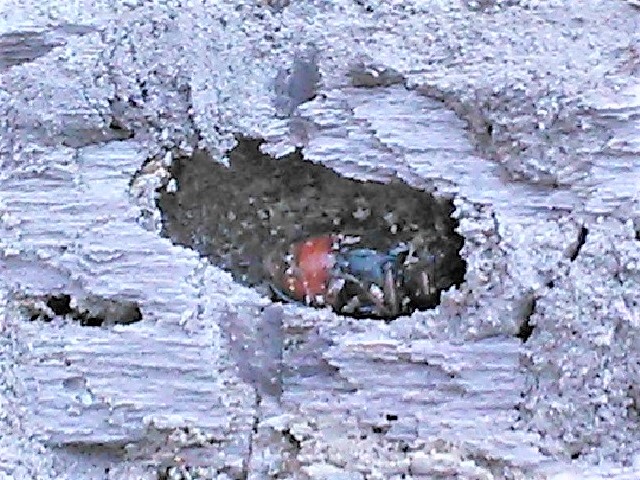 �g�E�J�C�R������