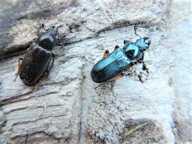 �g�E�J�C�R�����y�A