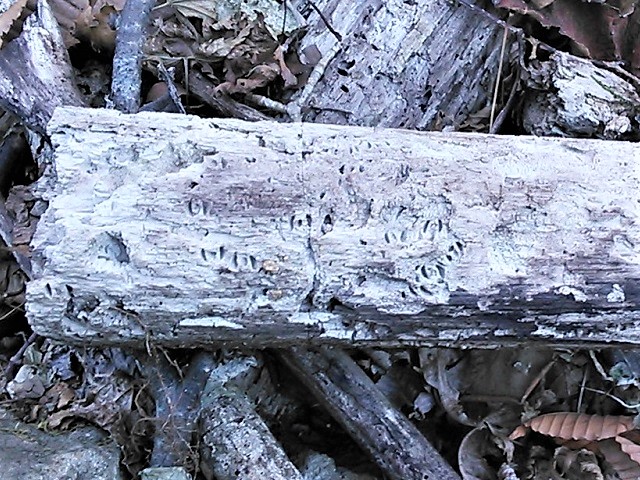 �Y���}�[�N