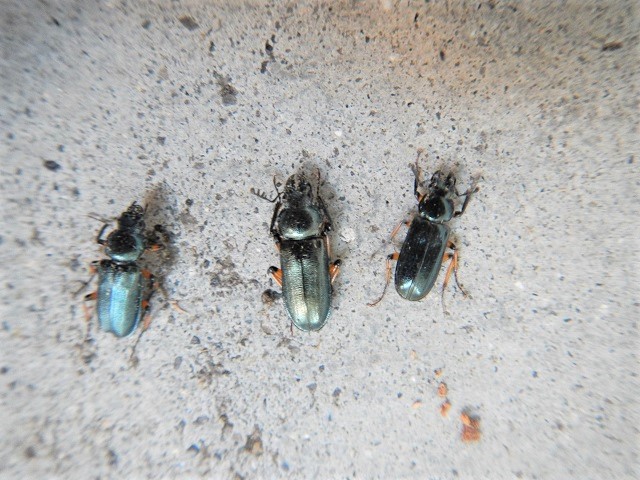 ������g�E�J�C�R�������E�������E�z�\�c��������