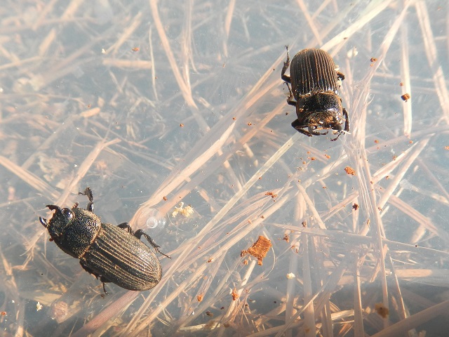 �l�u�g�y�A