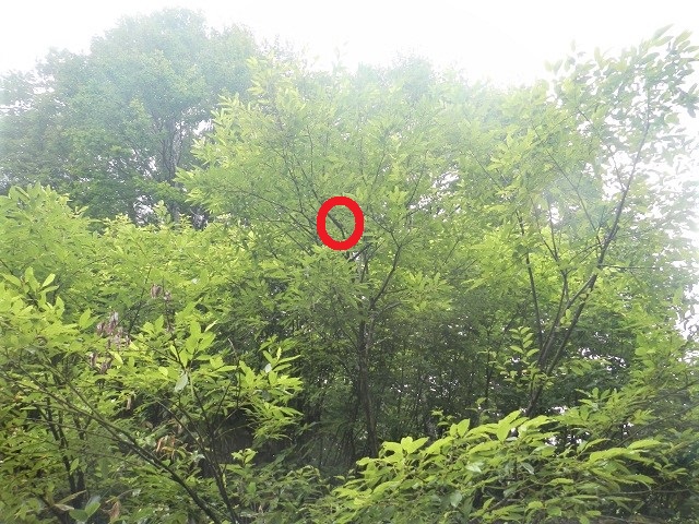 �A�J�A�V��