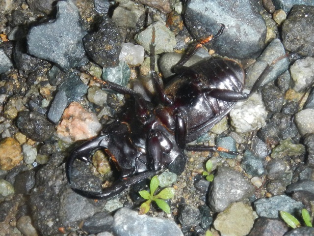 ���ꂶ�ᕪ����Ȃ�