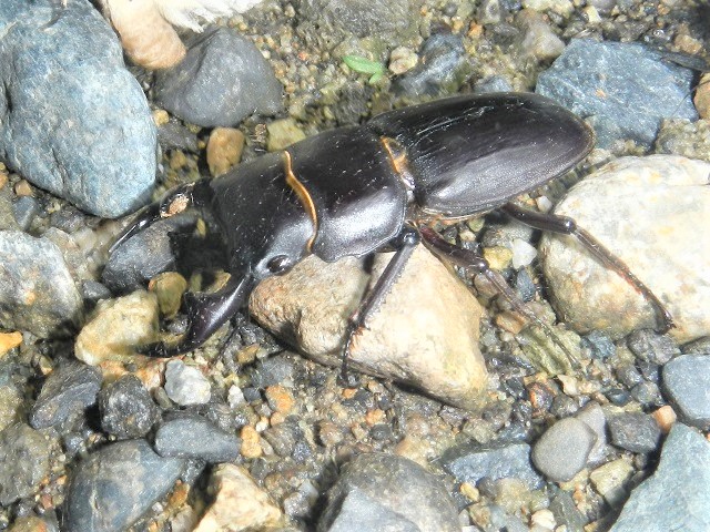 �V�F���N�́�^^;