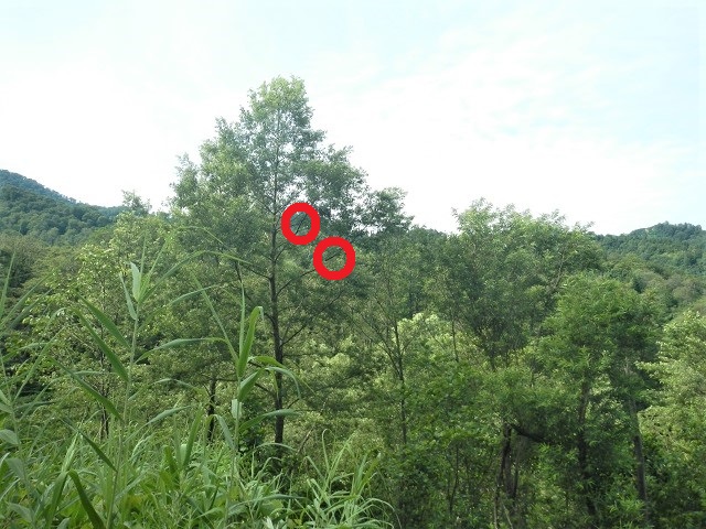 ���Ԃ�~���}?(��)�ƃ~���}�y�A