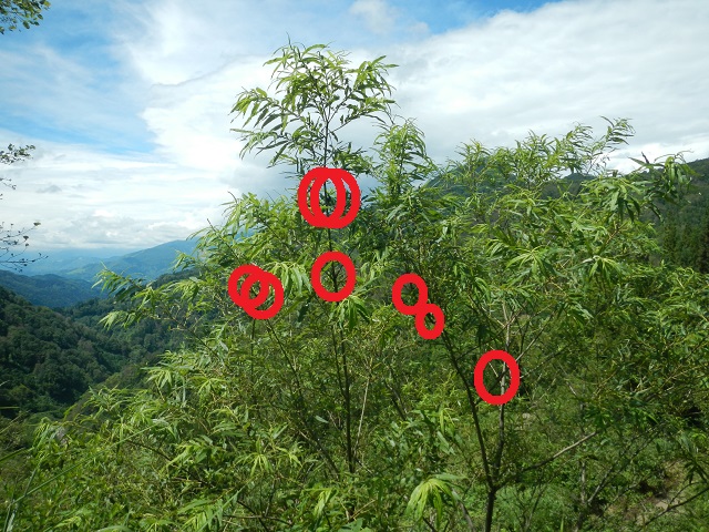 �A�J�A�V�����ς�