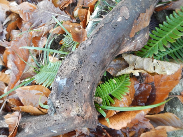 �Y���}�[�N