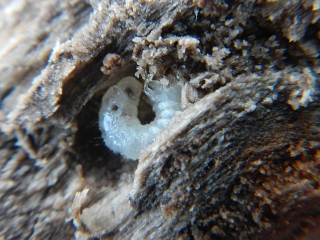 �j�V�R�����炵���c��