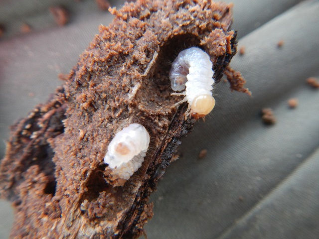 �j�V�R�����炵���c��x2��