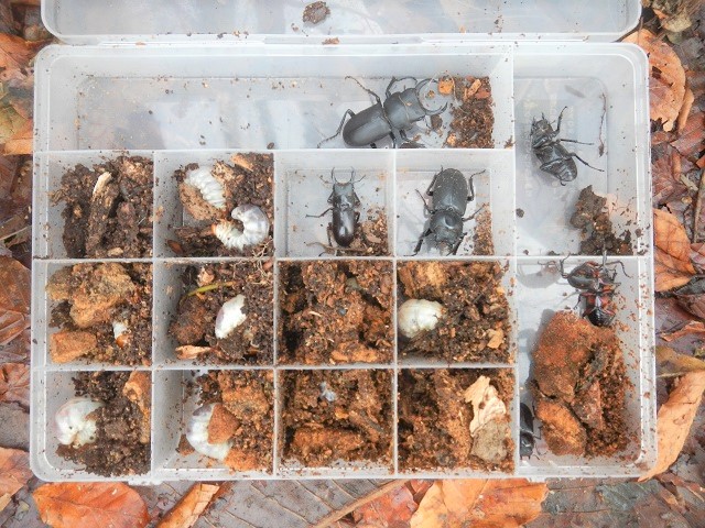 �勐�_����̊l��