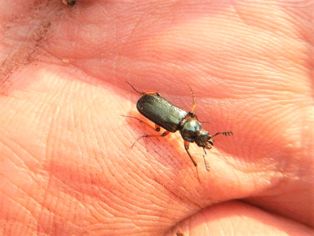 O����̃j�V�R������