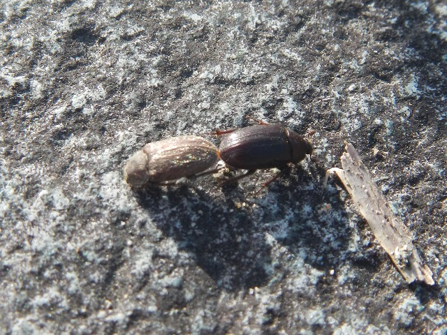 �ʂ̊p�x����B�����}�O�\��(��)��