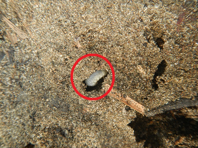 �R�K�l���V�c���̈��