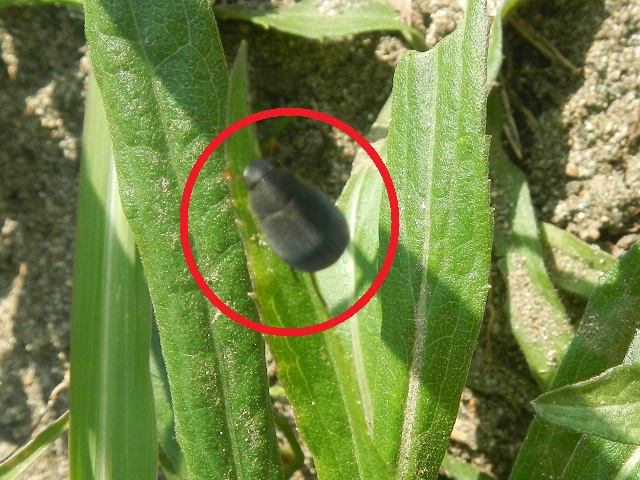 �r���[�h�R�K�l�@�s���{�P