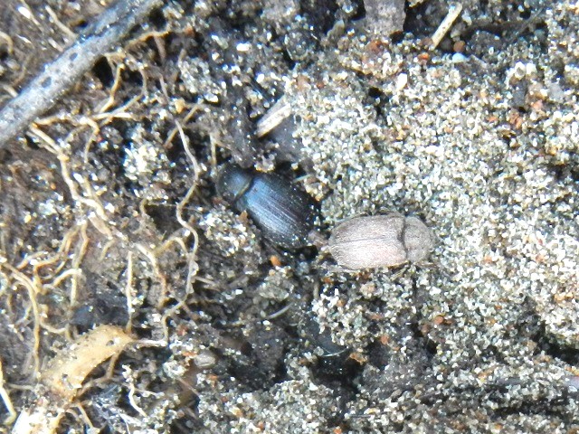 �}�O�\�����@��(�E)�̓����Z