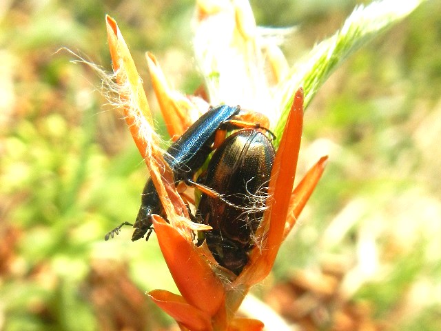 ���L�O�j�R�����y�A