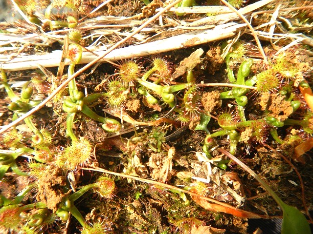 ���E�Z���S�P